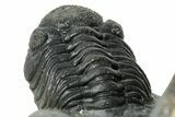 Scabriscutellum Trilobite With Morocops - Multi-Toned Shell #300563-9